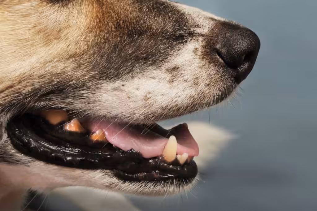 If you've suffered an injury from a dog bite or dog attack, contact Safi Law Group. Our legal team of dog bite lawyers in Edmonton are dedicated advocates, navigating the complexities of personal injury law to fight for your rights.