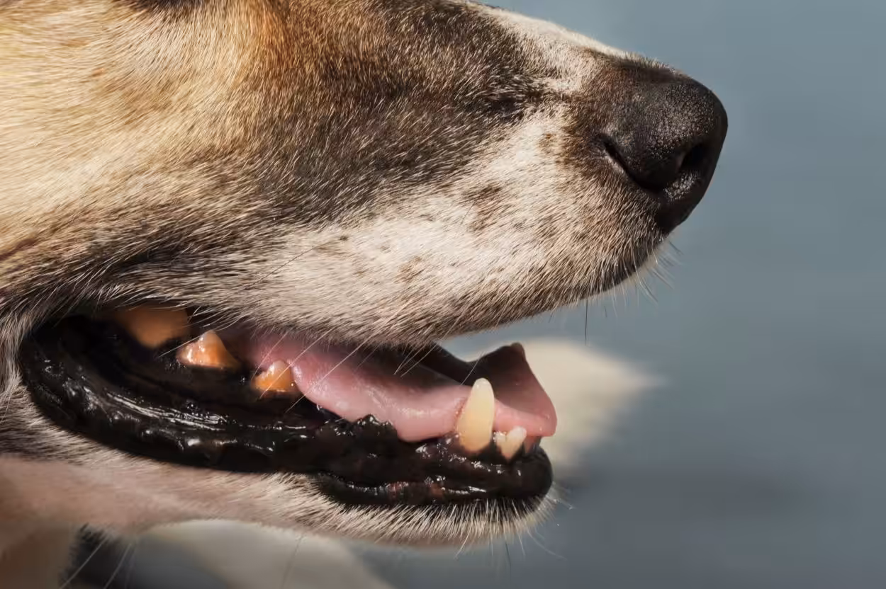 photo of a dog, an animal that is capable of causing injury to undeserving people